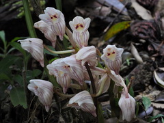 Acanthophippium striatum
