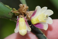 Scaphyglottis geminata