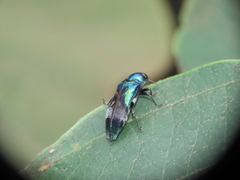 Coraebus hastanus ephippiatus