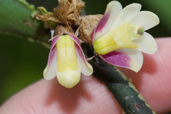 Scaphyglottis geminata