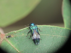 Coraebus hastanus ephippiatus