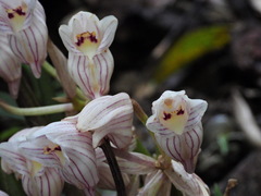 Acanthophippium striatum