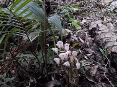 Acanthophippium striatum