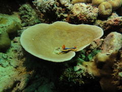 Chromodoris annae