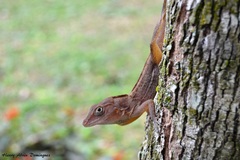Anolis