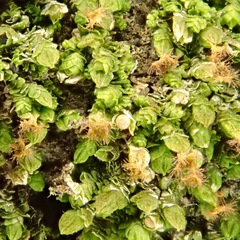Frullania catalinae