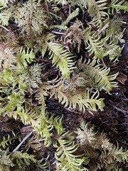 Homalothecium megaptilum