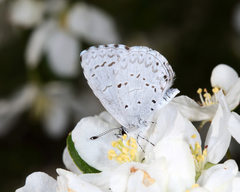 Celastrina serotina