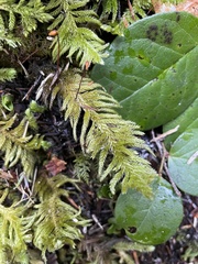 Homalothecium megaptilum