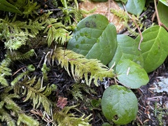 Homalothecium megaptilum