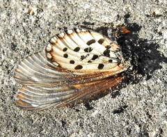 Lepisiota capensis