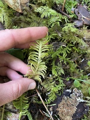 Homalothecium megaptilum