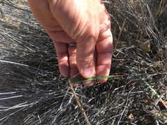 Calochortus fimbriatus