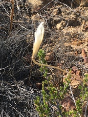 Calochortus fimbriatus