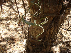 Tillandsia intermedia