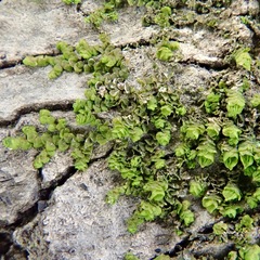 Frullania catalinae