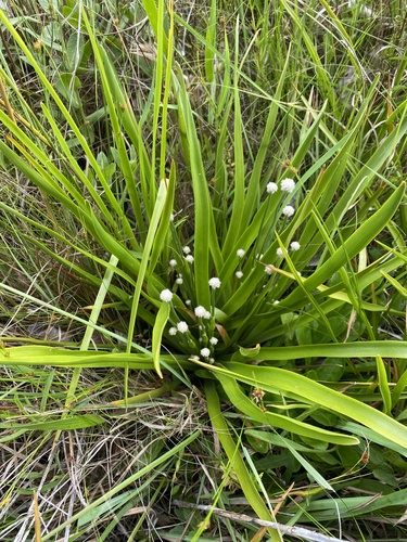tenangle pipewort (Eriocaulon decangulare)