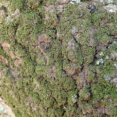Frullania catalinae
