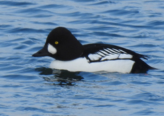 Bucephala clangula × islandica