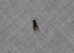 Insecta