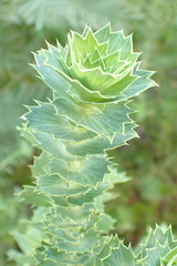 Cliffortia reniformis