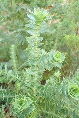 Cliffortia reniformis