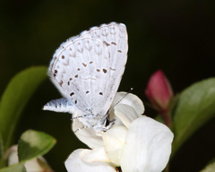 Celastrina serotina