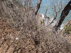 Porophyllum punctatum