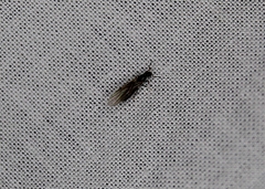 Insecta