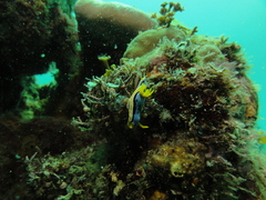 Chromodoris michaeli