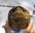 Kinosterninae