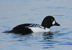 Bucephala clangula × islandica