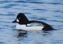 Bucephala clangula × islandica