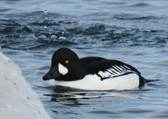 Bucephala clangula × islandica