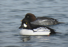 Bucephala clangula × islandica