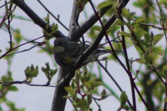 Setophaga coronata coronata × auduboni