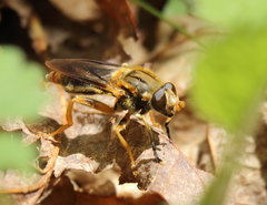 Teuchocnemis lituratus