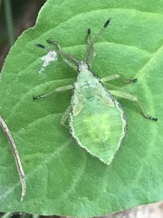 Piezogaster indecorus