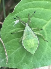 Piezogaster indecorus