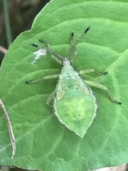 Piezogaster indecorus