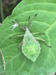 Piezogaster indecorus