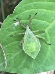 Piezogaster indecorus