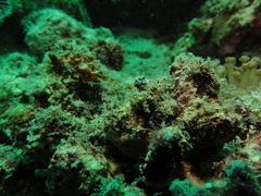 Goniobranchus geometricus