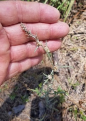 Gamochaeta calviceps