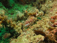 Goniobranchus geometricus
