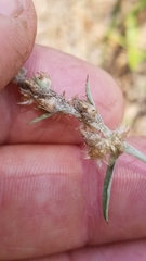 Gamochaeta calviceps