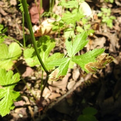 Phytomyza saniculae
