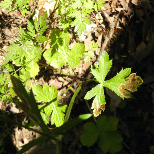 Sanicle Leafminer