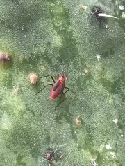 Hesperolabops mexica