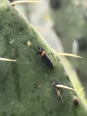 Hesperolabops mexica
